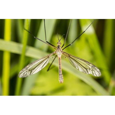 Haidyn Tipula Oleracea - Wrapped Canvas Print