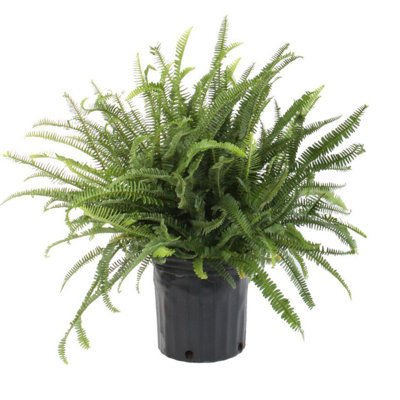 Kimberly Queen Fern in Nursery Pot