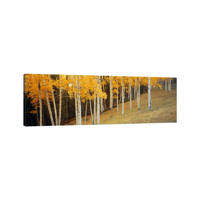 Aspen Trees In A Field, Ouray County, Colorado, USA - Wrapped Canvas Panoramic Print, 152.4 cm H x 50.8 cm W x 1.91 cm D