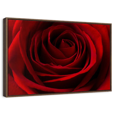 Rose rouge Saint-Valentin