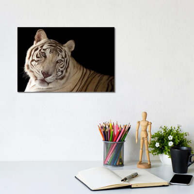 An Endangered Male White Bengal Tiger Named Rajah, At Alabama Gulf Coast Zoo 1 Piece Wall Art on Canvas