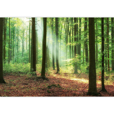 Sunshine Ray Forest Path Wall Mural -  IDEA4WALL