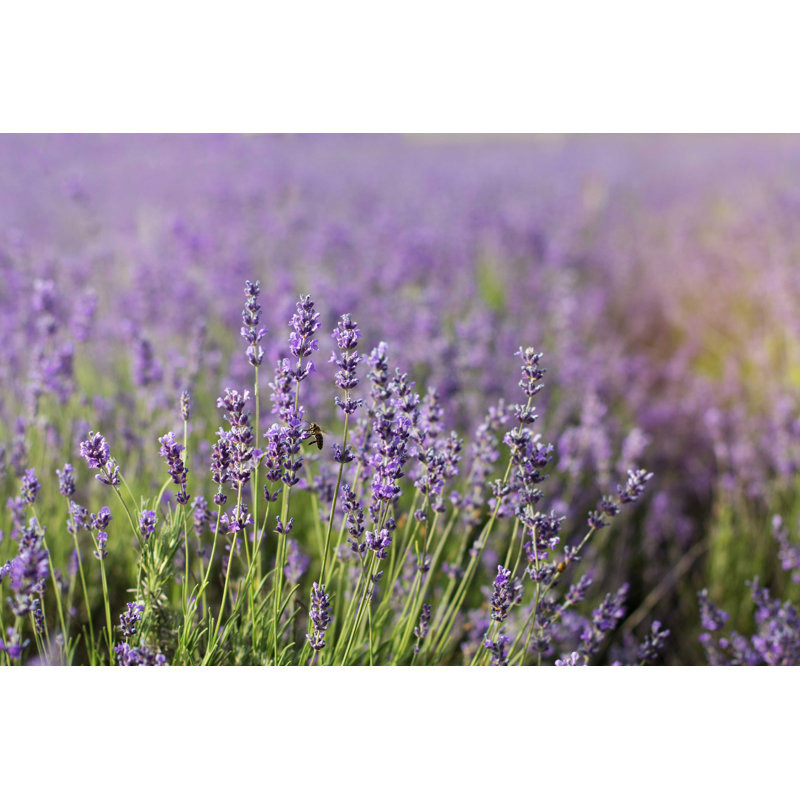 Lavender Field In Summer - Photographie sur toile tendue, H 8 po x l 12 po