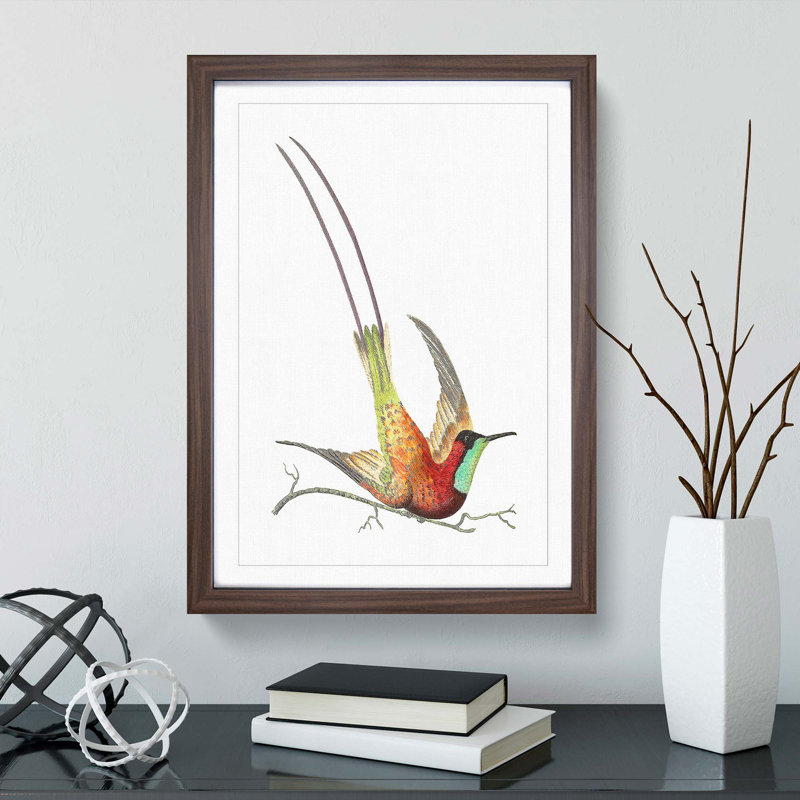Long-Tailed Hummingbird by George Shaw - Picture Frame Painting Print, Walnut Framed, 36cm H x 27cm W x 2cm D