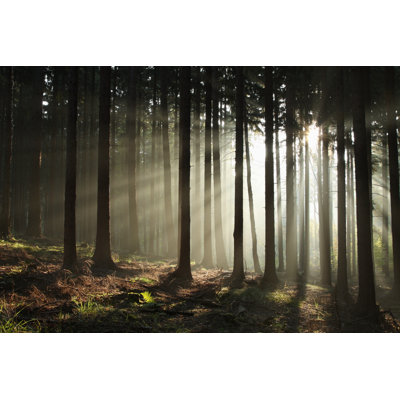 Coniferous Forest - Wrapped Canvas Print
