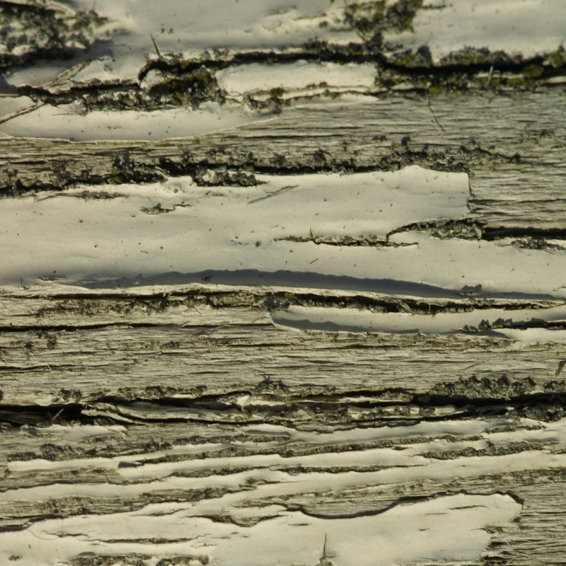 Natures Textures VIII by Vision Studio - Wrapped Canvas Print, 30cm H x 30cm W
