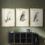 French Owls IV - reproduction sur mesure encadrée de qualité supérieure - 3 pièces-785290331-785290335