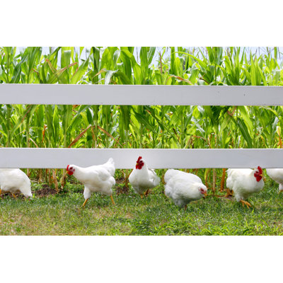 " Chickens " by Christinlola