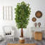 Ficus 90 po dans un panier en coton