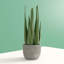 Keomi 47cm Succulent in Ceramic Pot