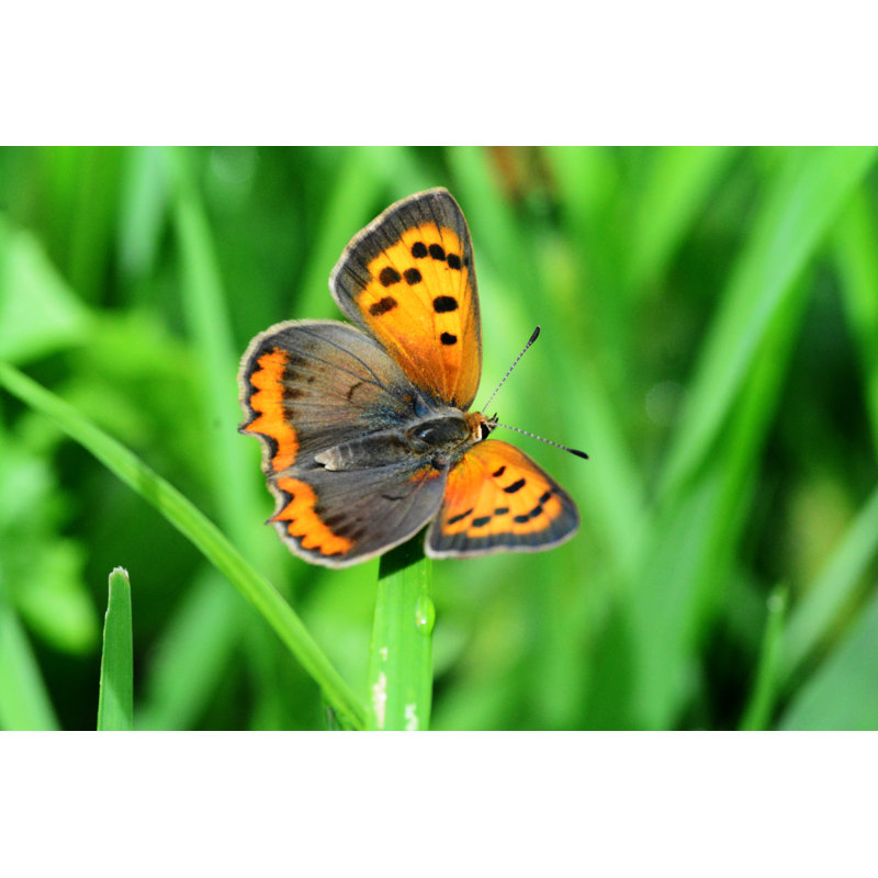 Deshaunda, petit papillon en cuivre sur toile, H 32 po x l 48 po