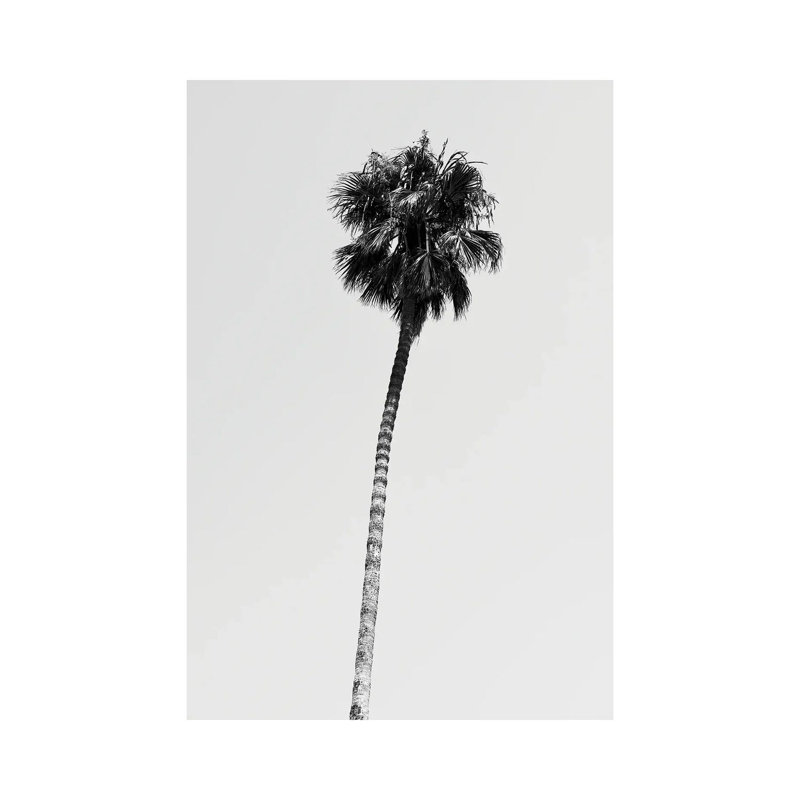 Hollywood Palm Tree by Philippe Hugonnard - Wrapped Canvas Print, 20.32 cm H x 30.48 cm W