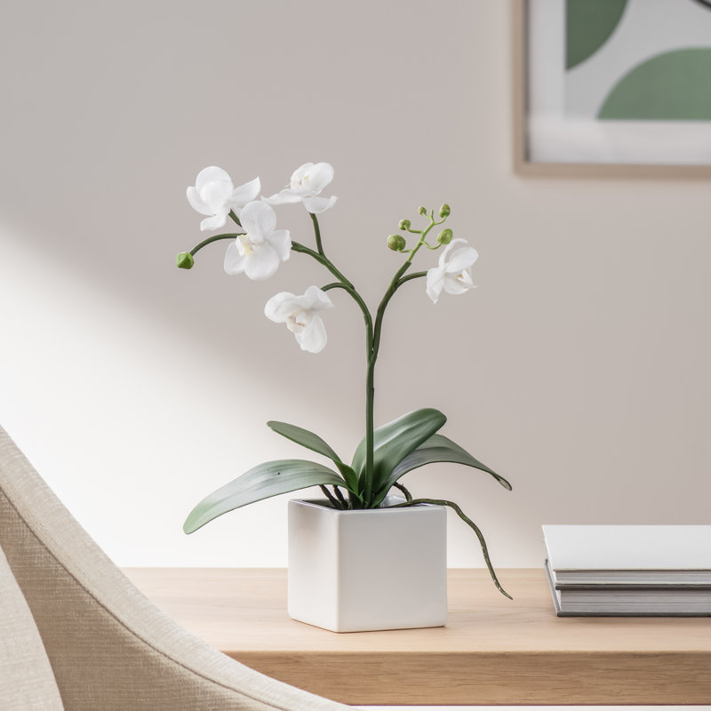 Orchidée Anyssa
