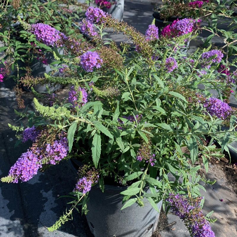 Primrue Live Flowering Plant in Plastic Pot