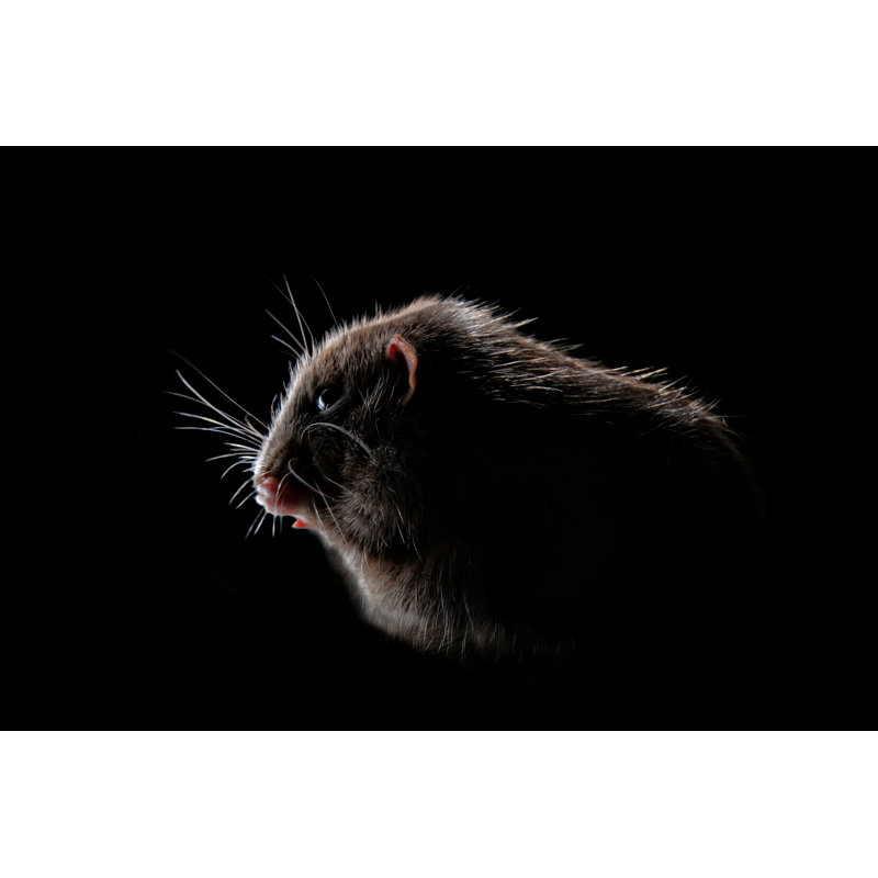 Shadow Portrait Of A Rodent Isolated On Black Background. by Lightspruch - Wrapped Canvas Print, 30cm H x 46cm W 