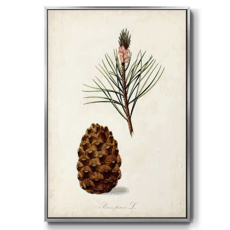 Étude d'arbre antique V, Encadrement argenté, H 37 po x l 25 po x P 1,5 po