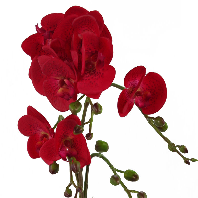 Anneus 50cm Plant