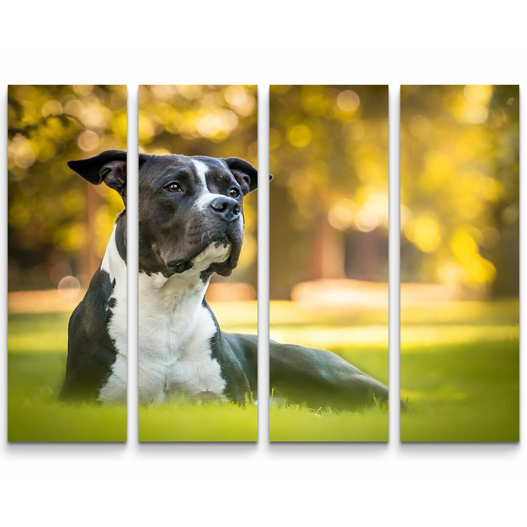 4-tlg. Leinwandbilder-Set American Staffordshire Terrier im Park