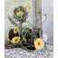 Arrangement floral-2093447266