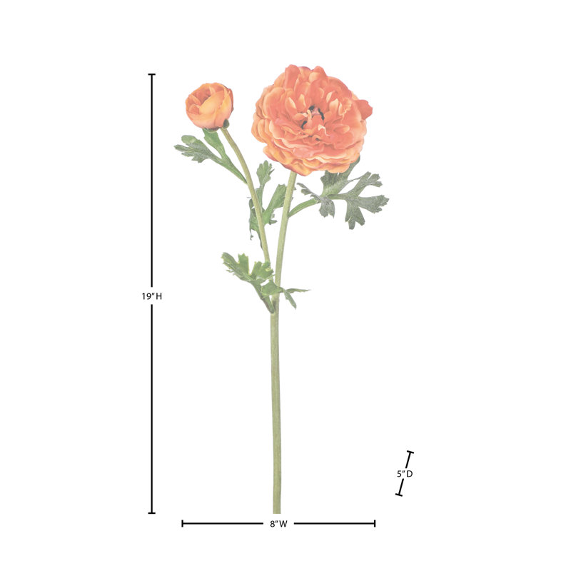 Ranunculus Clooney 19 po Just Cut , Orange