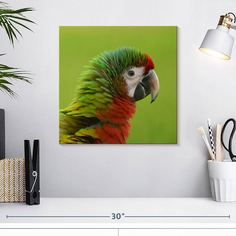 Brampt Macaw Bird Head, 16" H x 16" W