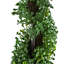 Topiaire de buis 36 po en pot