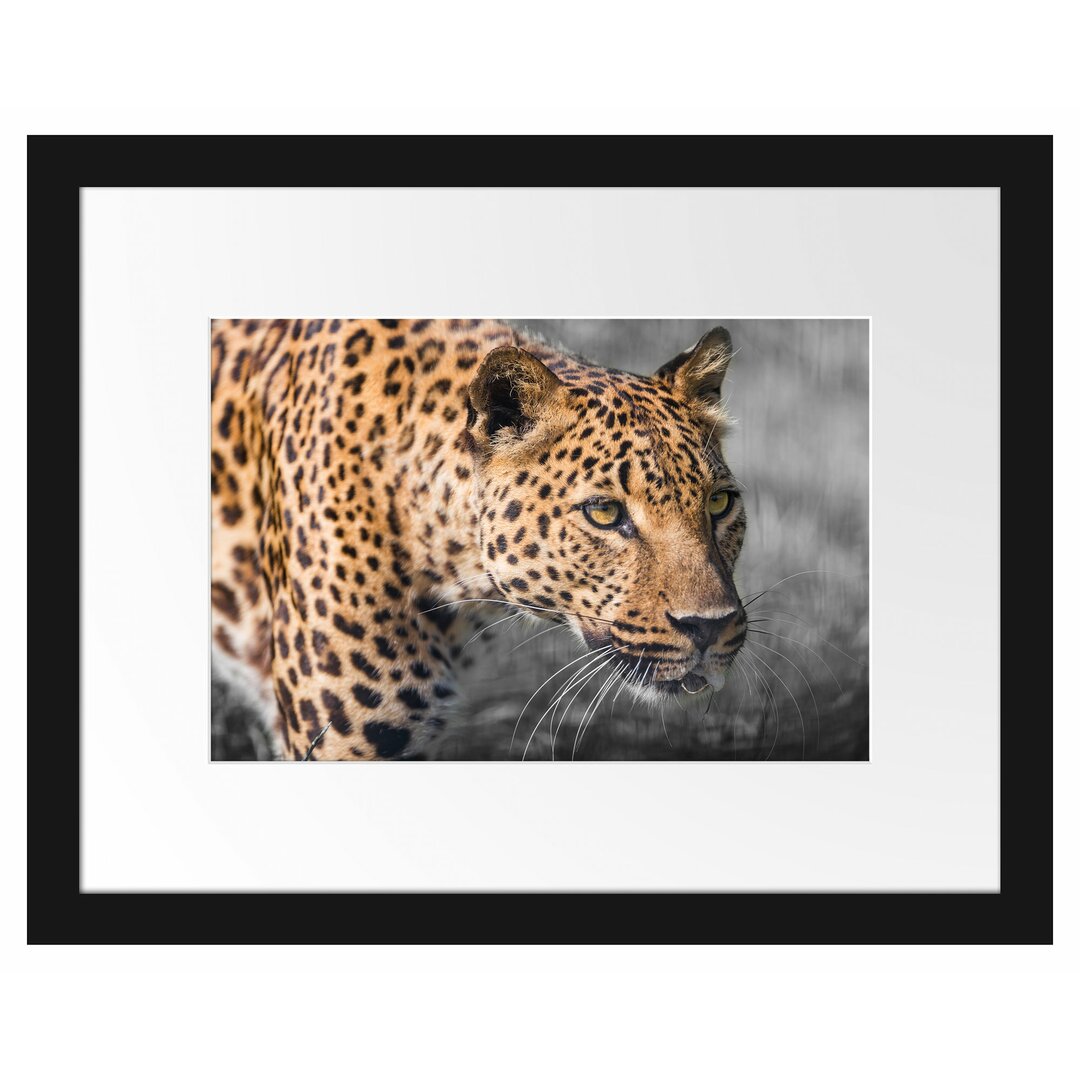 Gerahmtes Poster Schleichender Leopard