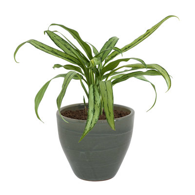 Caydin Round Ceramic Outdoor Planter - Gray - 13.5"