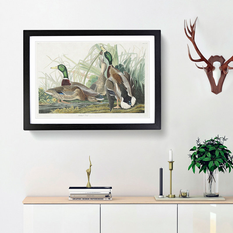 Mallard Ducks by John James Audubon - Picture Frame Art Print, 36cm H x 48cm W x 2cm D, Black Framed