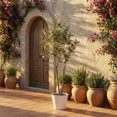 Plant