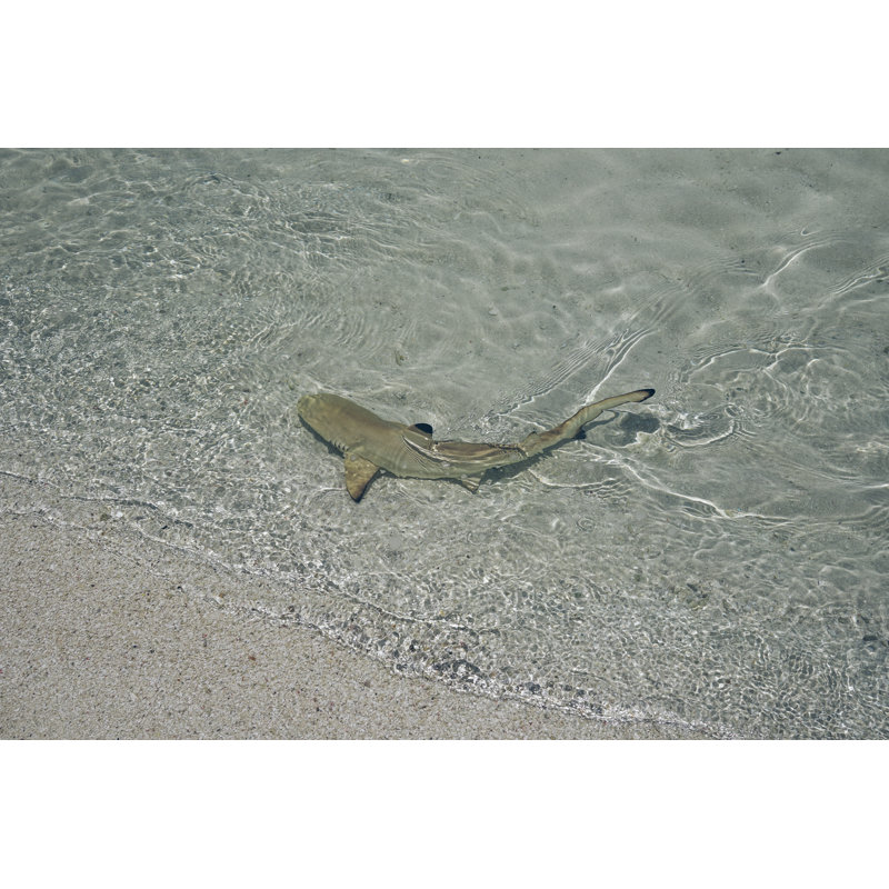 Baby Shark in Water by Lukatdb, 24" H x 36" W