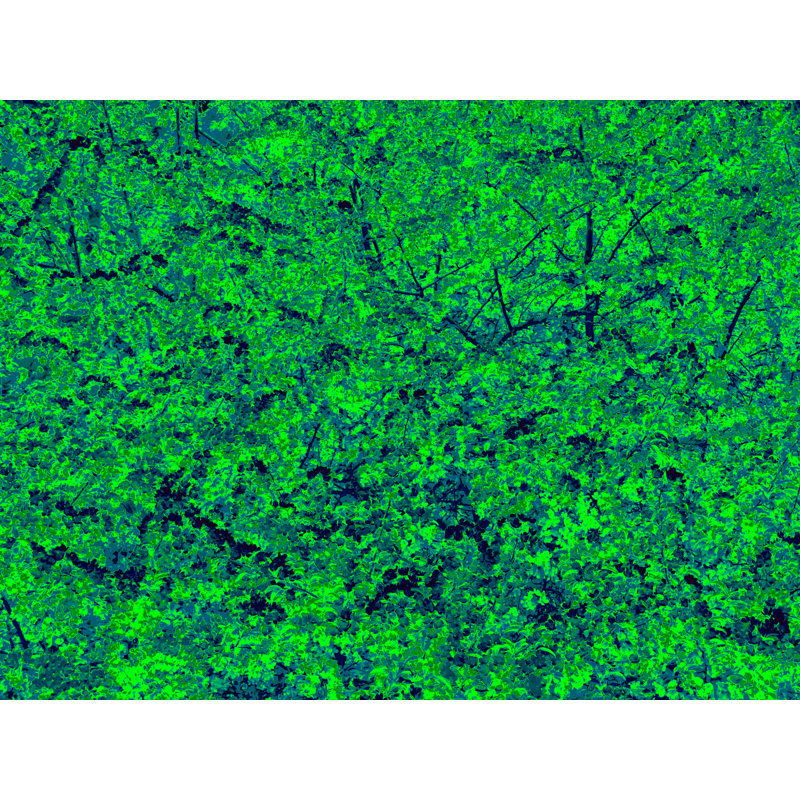 Forest Awakening Print by Drew Gaffney, 24" H x 32" W, Wrapped Canvas