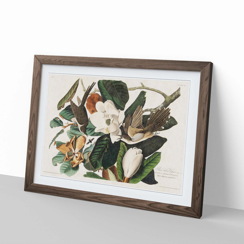 Black-Billed Cuckoo Birds by John James Audubon - Picture Frame Art Print, Walnut Framed, 36cm H x 48cm W x 2cm D