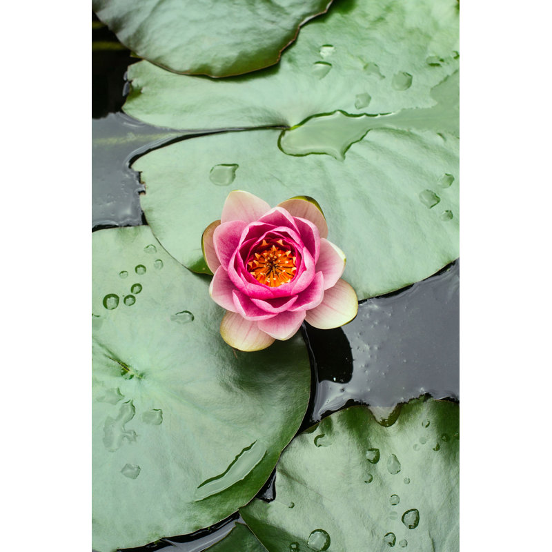 Nénuphar - photographie sur toile tendue, H 12 po x l 8 po