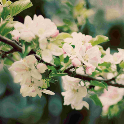 Pommiers en fleurs I
