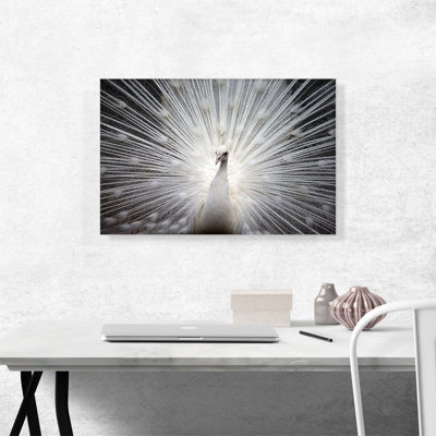 " White Peacock "