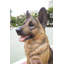 Sitting German Shepherd Statue-34191795