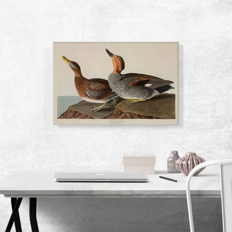 «Gadwall Duck» par James Audubon, reproduction d'art sur toile tendue, H 18 po x l 26 po x P 0,75 po