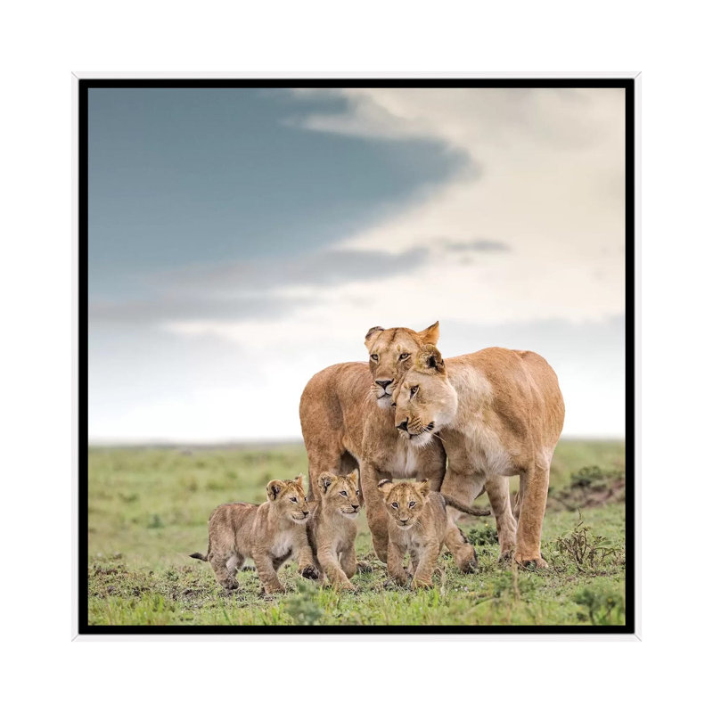 Colour Lioness & Cubs by Klaus Tiedge - Print on Canvas, White Framed Canvas, 66.04 cm H x 66.04 cm W