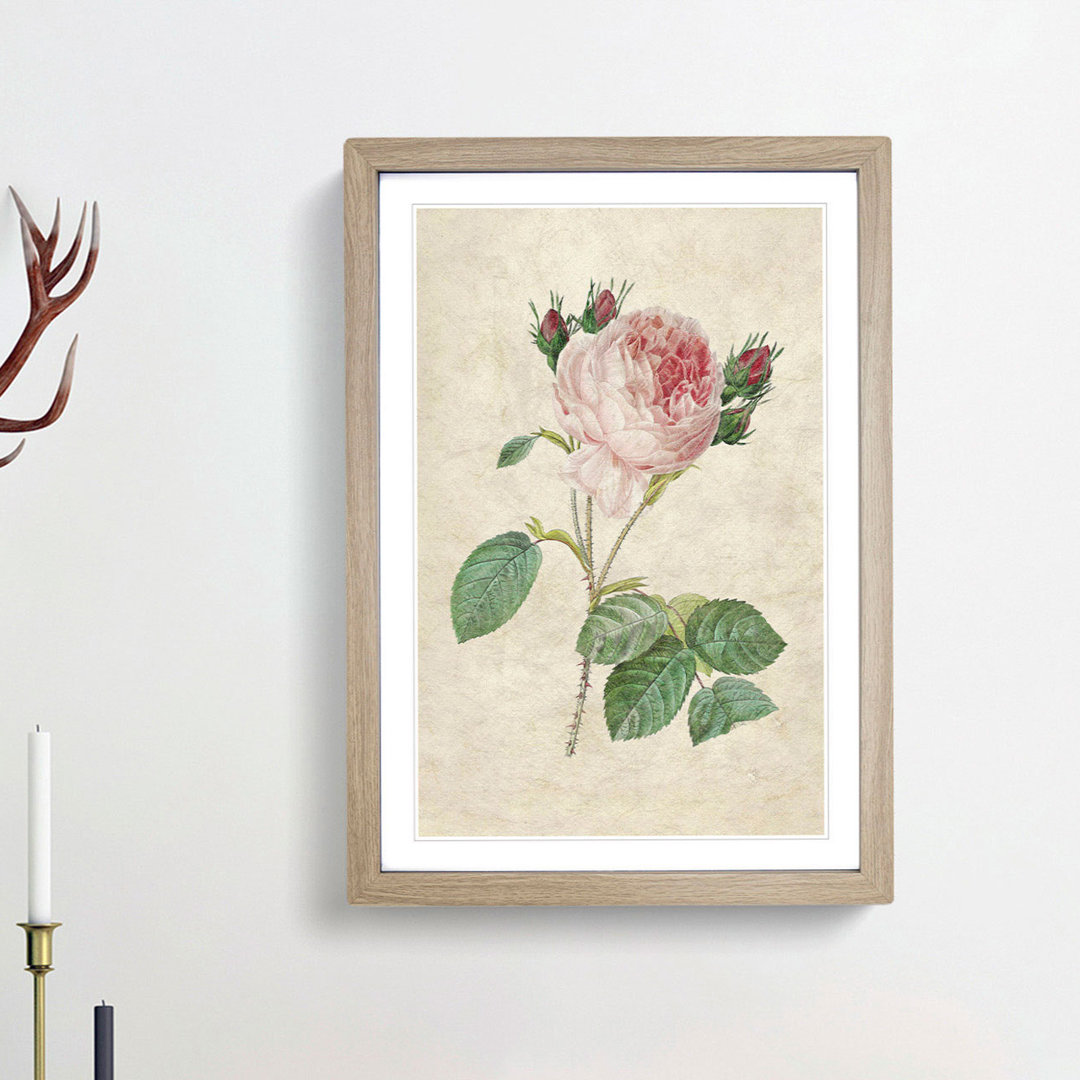 Cabbage Rose by Pierre-Joseph Redoute - Framed Print