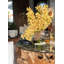 Cymbidiums In Moon Vase-332097416