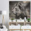 Gris sauvage, lion d'Afrique - impression-1549622117-1549622123