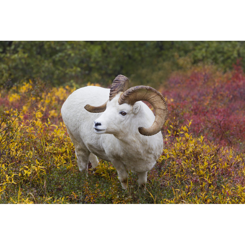 From In Denali by Jein Park - Wrapped Canvas Print, 30cm H x 46cm W x 3.8cm D