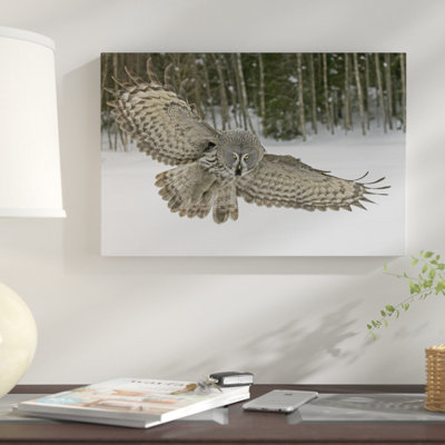 " Great Gray Owl, Finland "