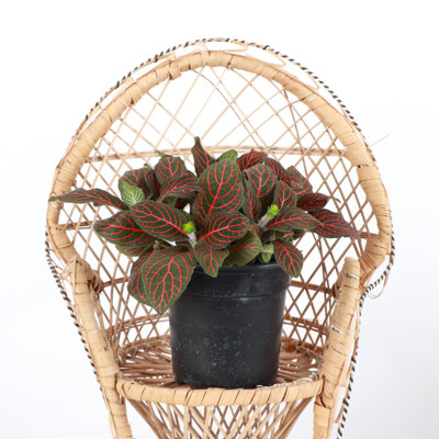 Live Red Fittonia Nerve Plant