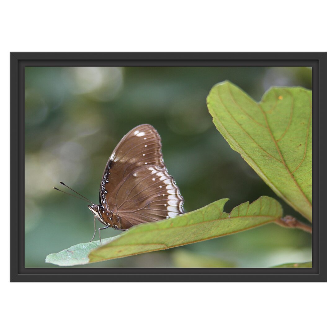 Gerahmtes Wandbild kleine bräunlicher Schmetterling