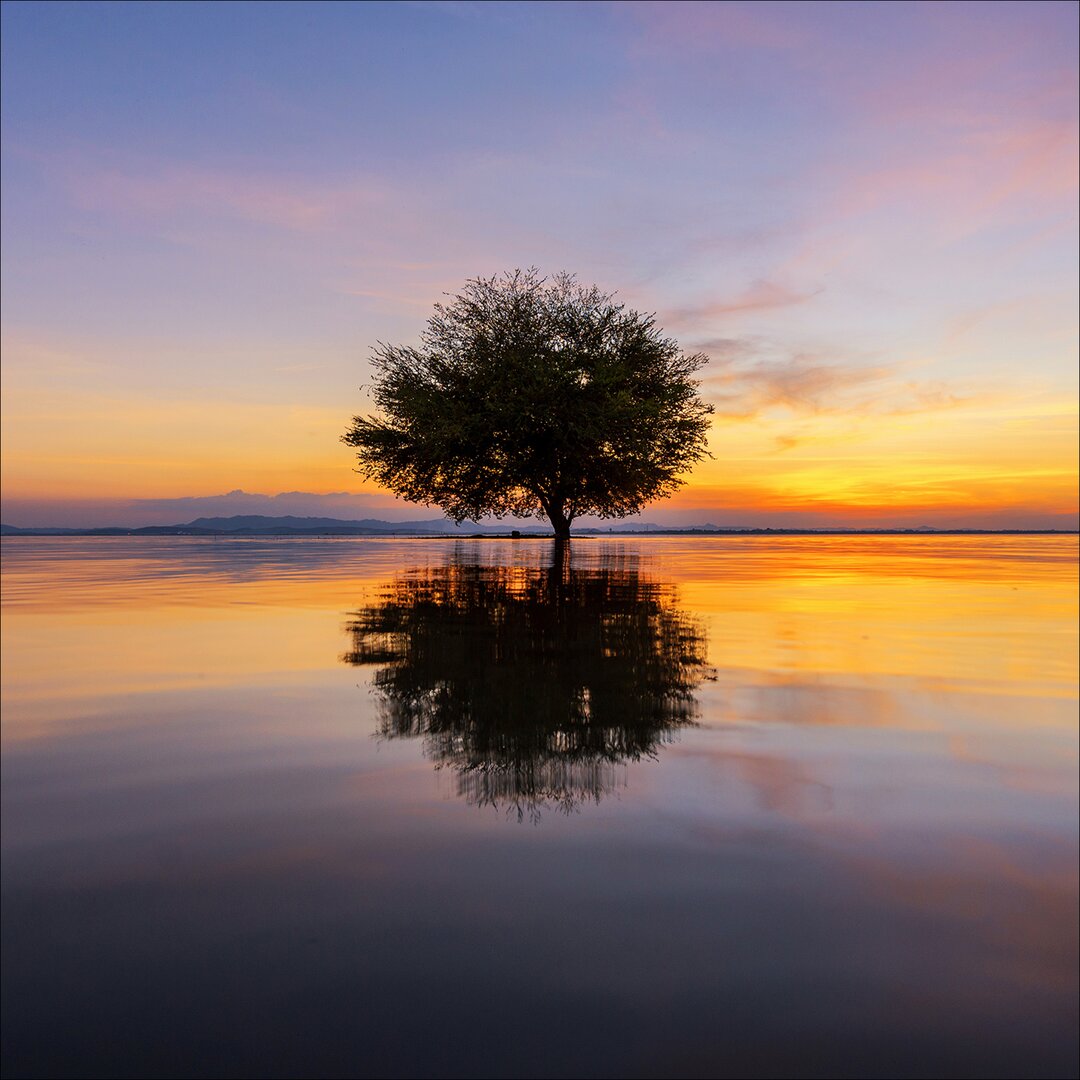 Glasbild Lonely Tree