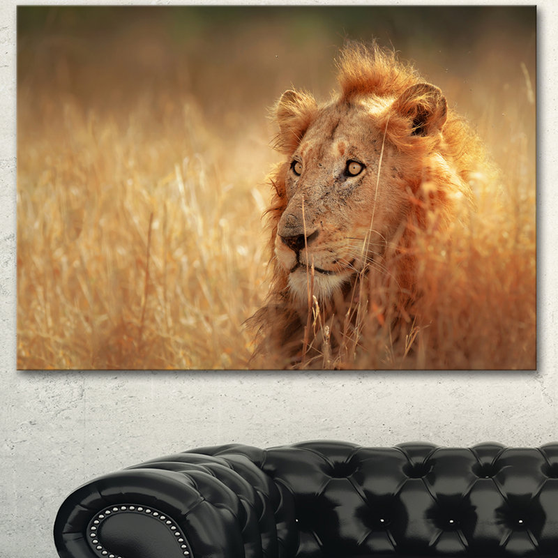 «Relaxing Lion in Grassland», reproduction de photo sur toile tendue, H 28 po x l 60 po