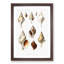 Conch Shells by Albert I - Framed Print-55621424-55621425