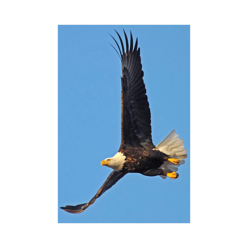 Soaring by Brian Wolf - Wrapped Canvas Print, 30.48cm H x 20.32cm W x 1.91cm D